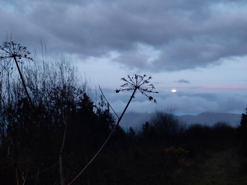 Dark sky with moon emerging, plants in foreground