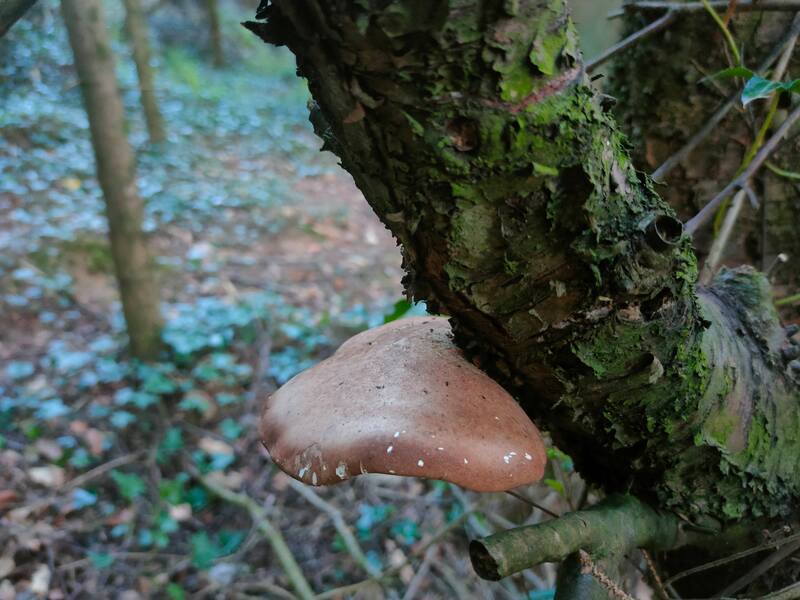 Large brown mushroom attached to tree branch
