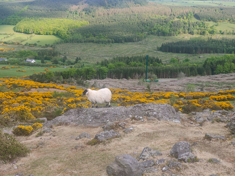 Sheep standing on rock, yellow Gorse and forestry background
