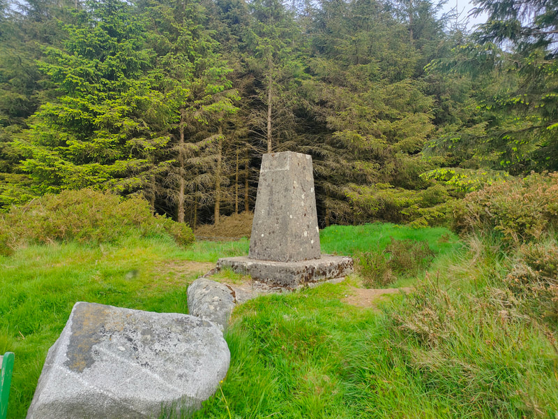 Trig Pillar of Cupidstown Hill looking back into the forest