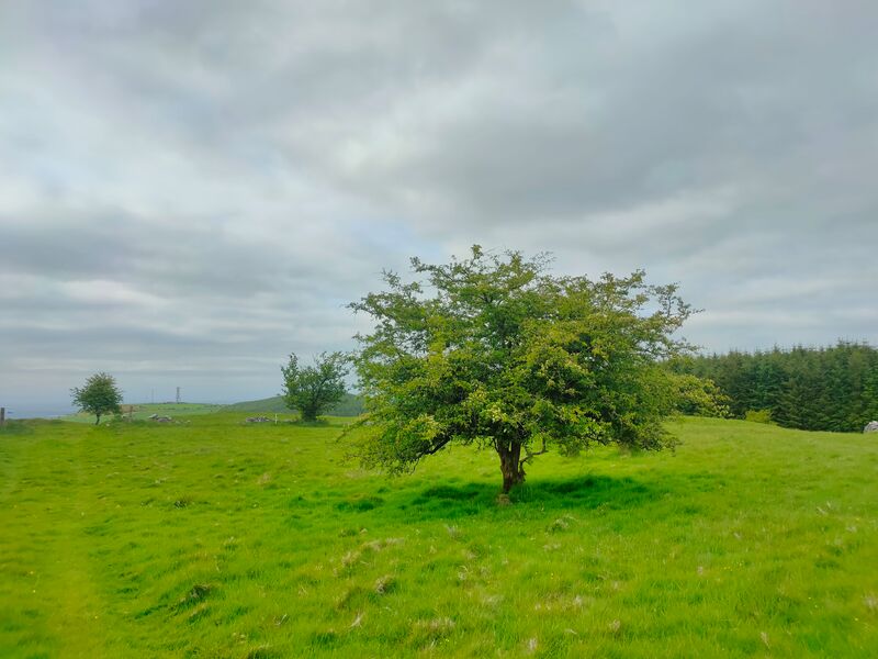Whitethorn tree in green field