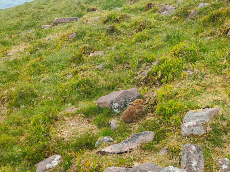 Brown Mountain Hare against the green mountain side