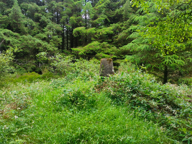 Trig pillar of Carricktriss Gorse set in forest