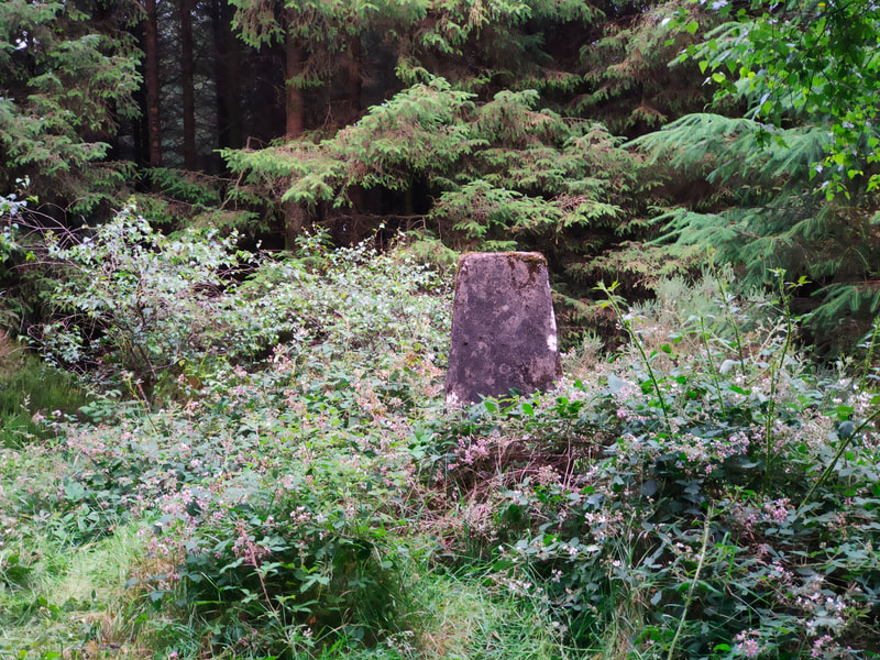 Trig Pillar of Carricktriss Gorse lost in brambles in the forest