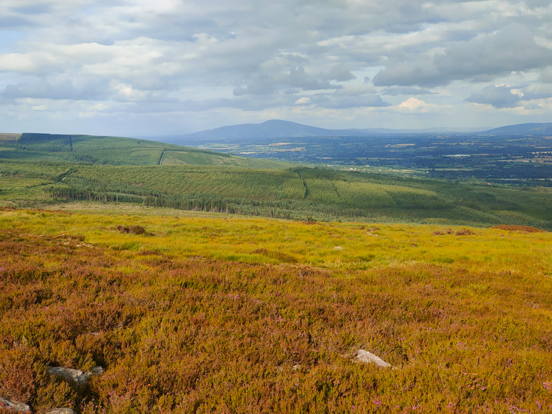 Slievenamon against a cloudy sky, green forest and brownish heather of lower Galty mountains in foreground