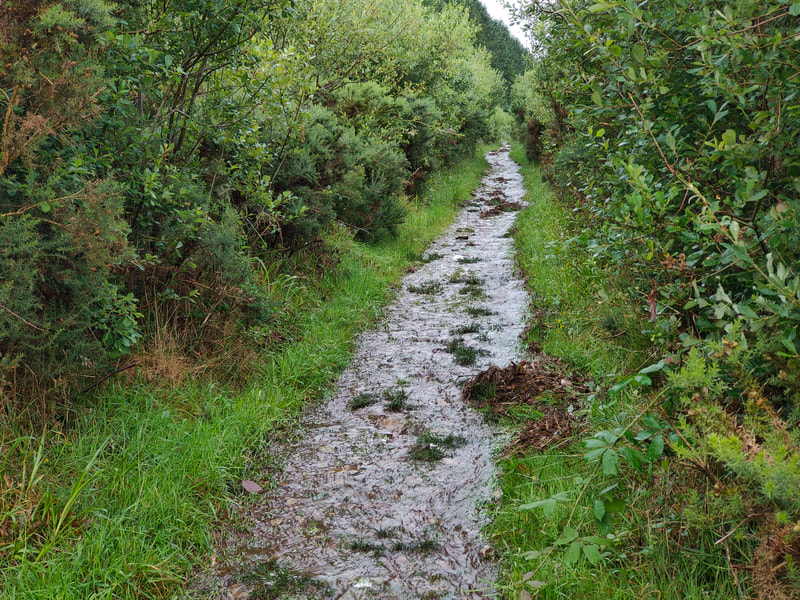 Running water on the mountain trail to Seefin