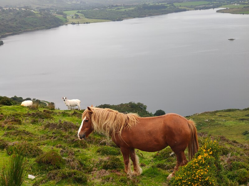 Brown Horse and sheeps in front of Lough Guitane