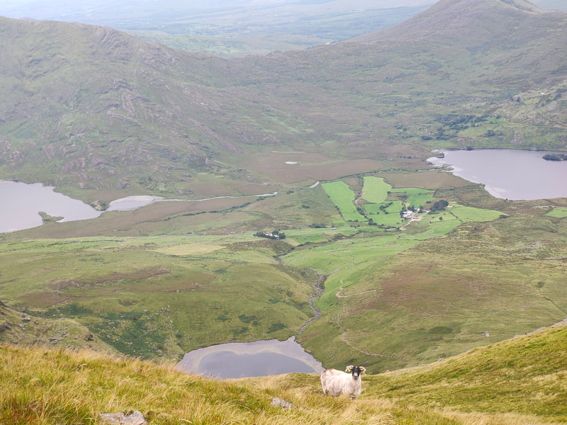 A sigle sheep on a mountainside over three lakes and farmland