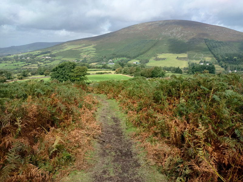 Trail through gorse with mountain in the background