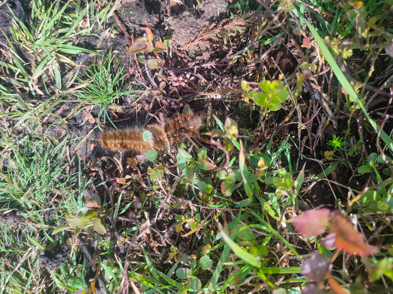 Large Brown Caterpillar among green grass