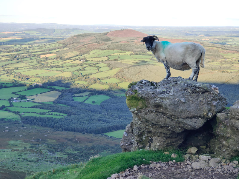 Sheep standing high on a rock over looking the farmland of the lower valley