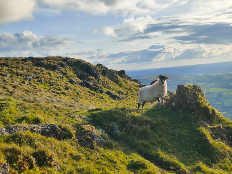A Sheep standing sharp on mountain