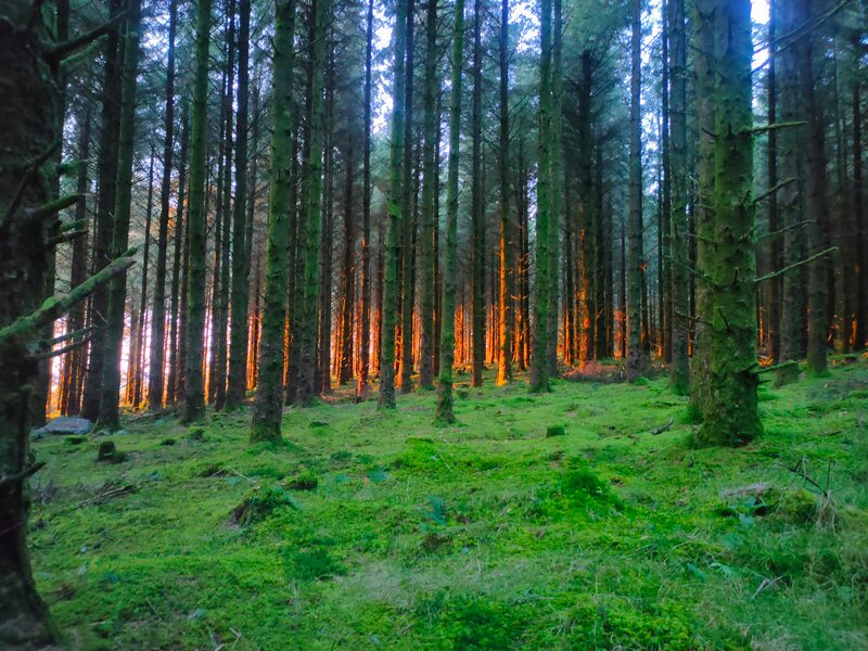 Red sunlight through lower parts of trees in a forest