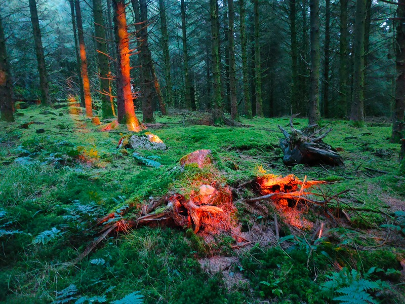 Two lines of red sunlight stretching in to the forest