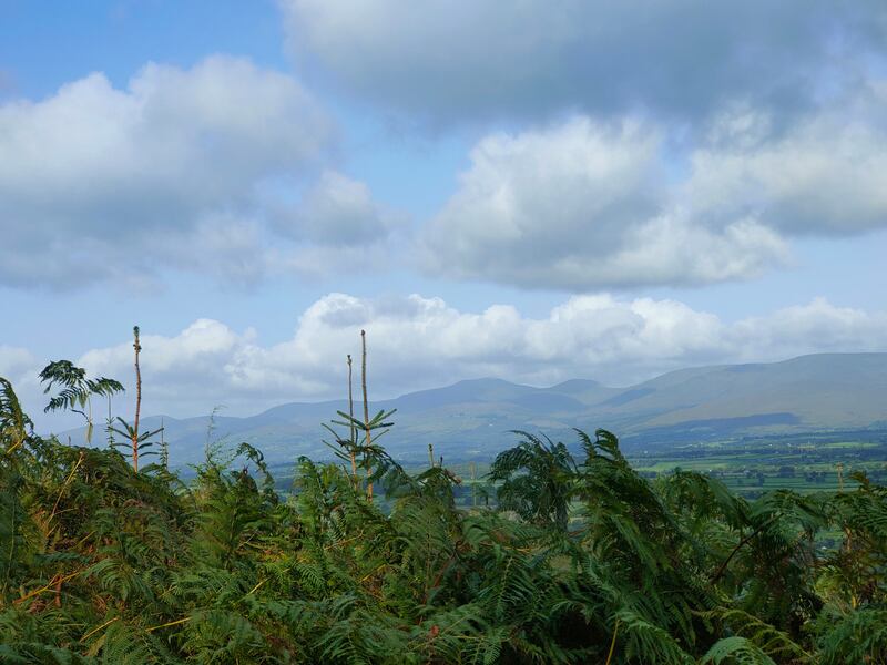 Views of the Galty range of mountains against a bright blue and partly cloudy sky with forest in the foreground