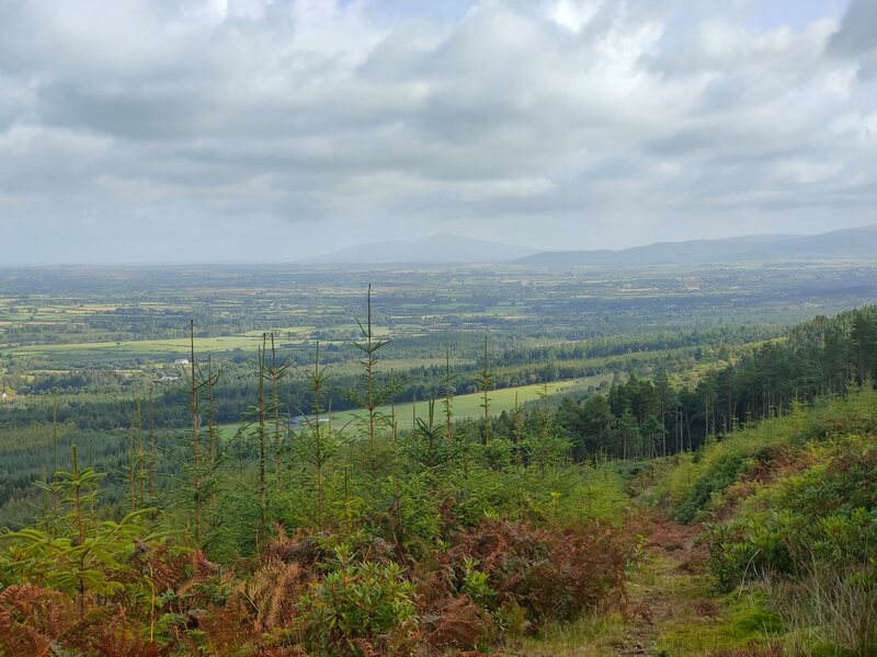 Views of Slievenamon against a grey and cloudy sky with forest in the foreground