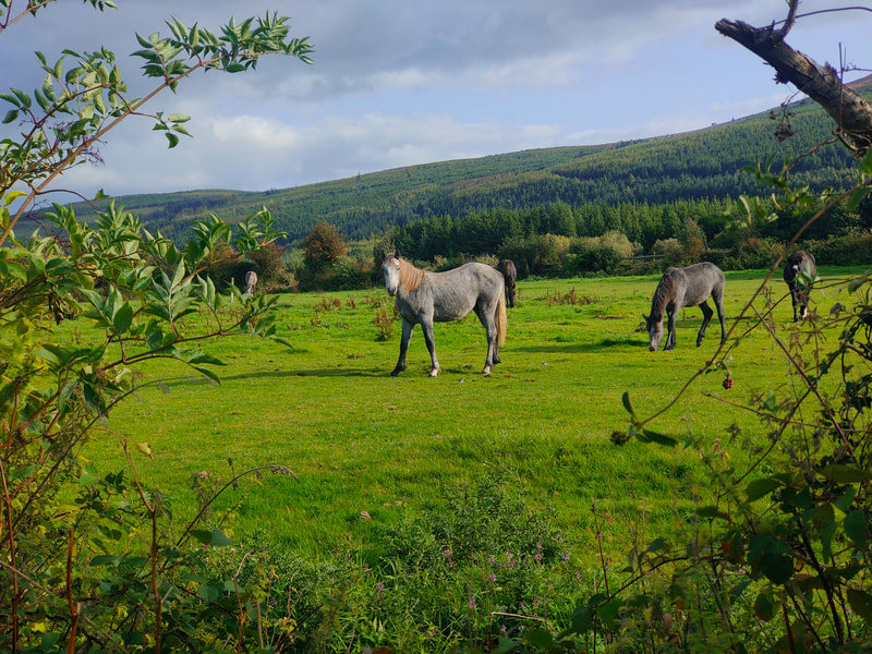 Horses in green field, forestry behind.