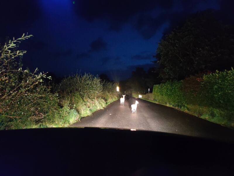 Two deer lit up by car headlights as they walk onthe road