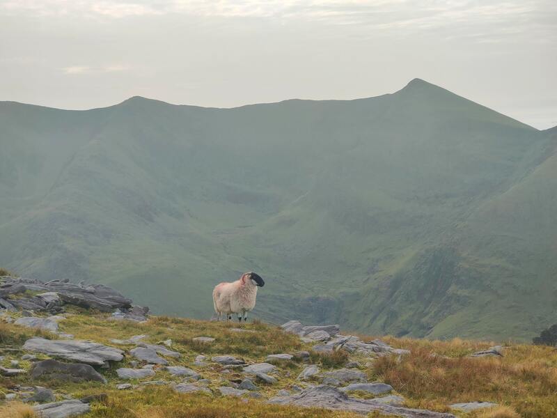 Sheep in front of mountains