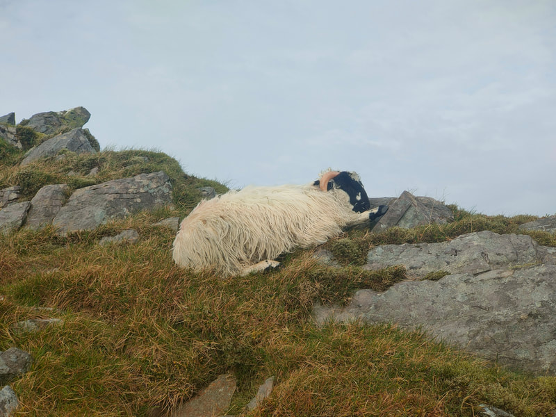 A sleeping Sheep on mountain top