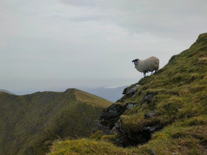 A sheep standing on the slope of a mountain