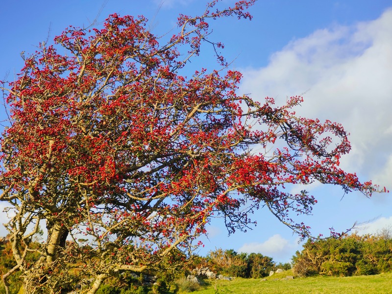 Abundance of Red berries on hawthorn tree against Blue sky with a small bit of cloud