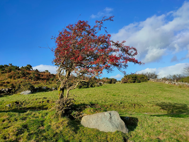 Abundance of Red berries on hawthorn tree beside large rock  on Green field against Blue sky with a small bit of cloud.