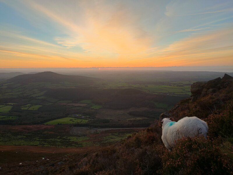A sheep watching the sunrise 