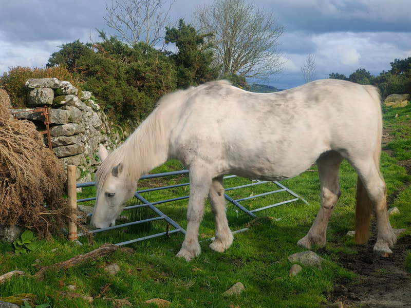 White horse beside fallen gate in field