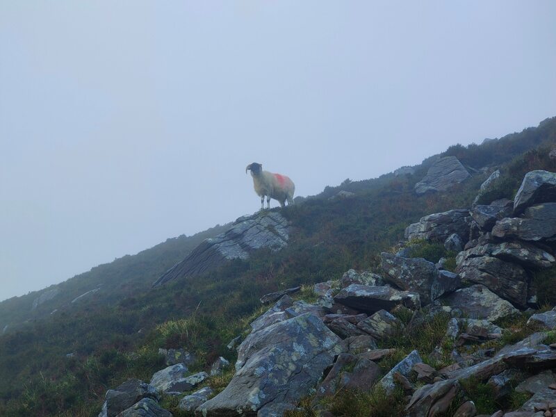 A sheep staring from the hill side